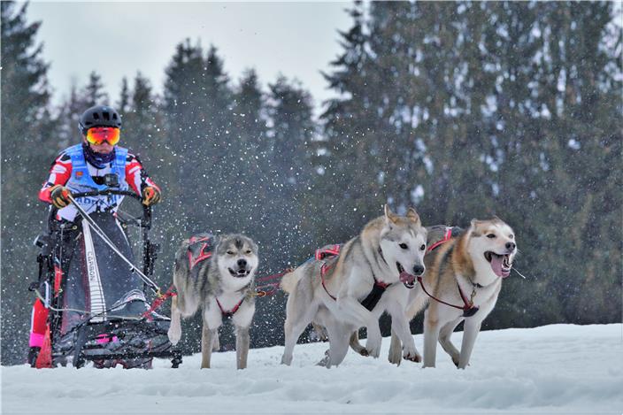 husky dog pulling